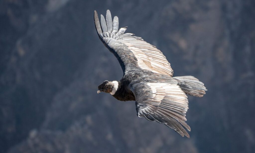 Why Is Colca Canyon Famous? Exploring Peru’s Natural and Cultural Wonder