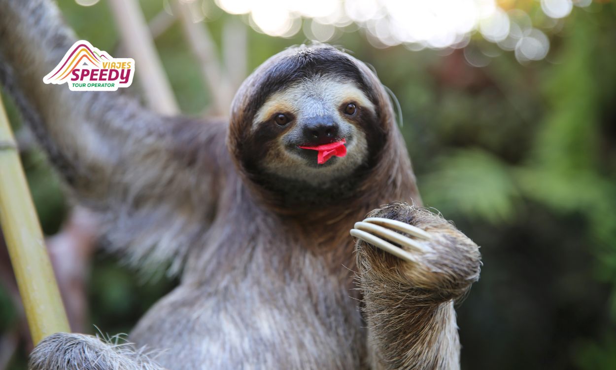 Are There Sloths in Tambopata Reserve? Discover Sloths in the Peruvian Amazon